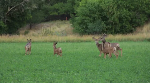 Deer Grazing 11 動画素材 39675878