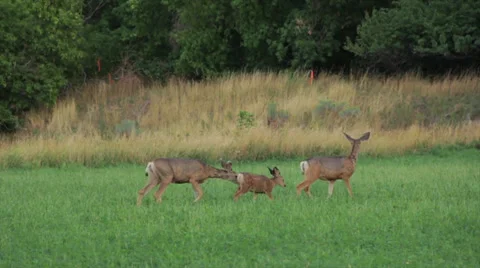 Deer Grazing 15 動画素材 39676964