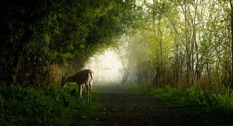 Deer Grazing Along Forest Path on Misty Spring Morning 스톡 사진