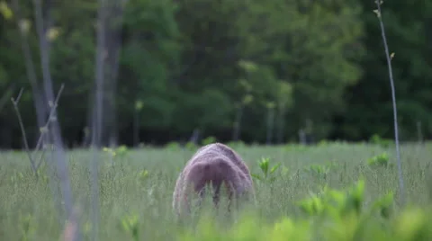 Deer Grazing and chewing in meadow Stock Footage 50185872
