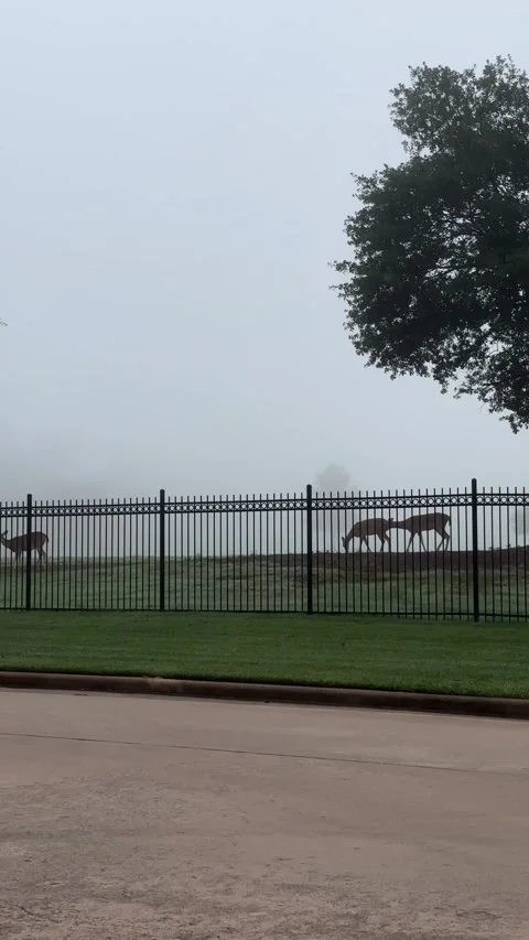 Deer grazing and moving gracefully in foggy park with iron fence and tree s.. Stock Footage 315524687