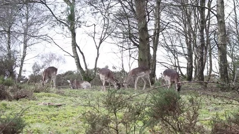 Deer grazing and resting 스톡 동영상 87806260