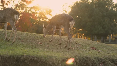 Deer grazing and roaming free in Nara during autumn on a hill Stock Footage 98408053
