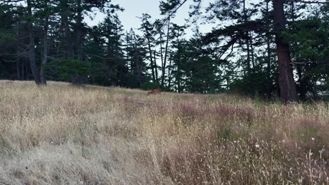 Deer grazing and sitting down in high gras, static shot Stock Footage 253403829