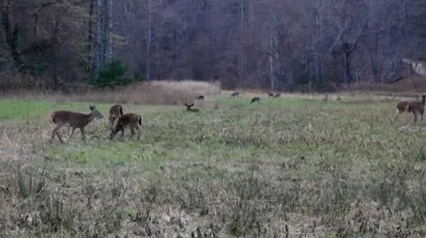 Deer grazing on an autumn evening Stock Footage 8972134