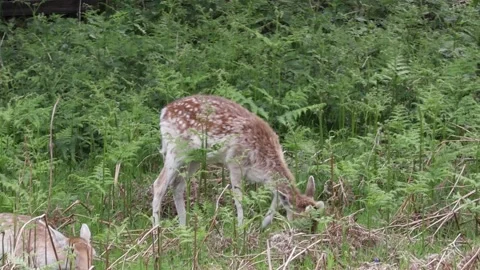 Deer grazing at Bradgate park in summer Stock Footage 277403428