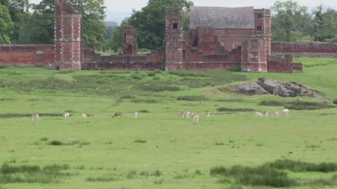 Deer grazing at Bradgate park in summer Stock Footage 277403452