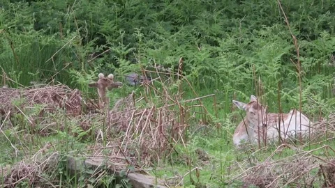 Deer grazing at Bradgate park in summer Stock Footage 277403511