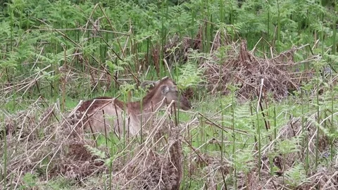 Deer grazing at Bradgate park in summer Stock Footage 277403512