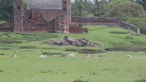 Deer grazing at Bradgate park in summer Stock Footage 277403543
