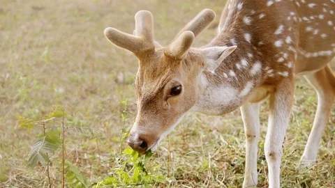 Deer Grazing at Buxa Forest 库存影片 100076477