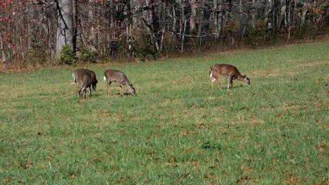 Deer Grazing Cades Cove Stock Footage