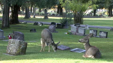 Deer Grazing in Cemetery Stock Footage 27883814