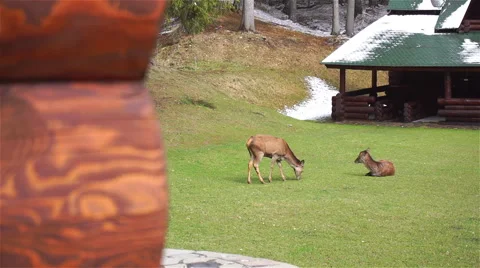 Deer Grazing, Dolly Shoot Stock Footage 61713293