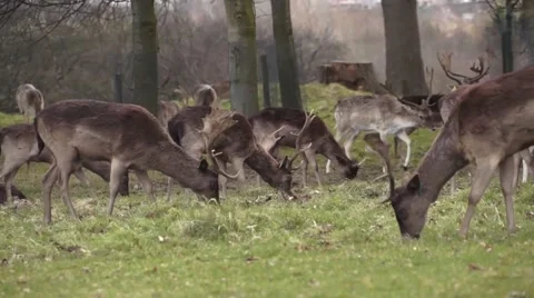 Deer Grazing in Dublin Park 스톡 동영상 48578970