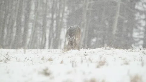 Deer grazing during snow storm Stock Footage 265245936