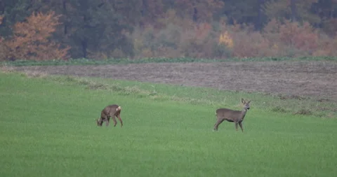 Deer grazing in the field, 4K slow motion Stock Footage 166229933