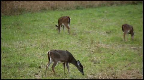 Deer grazing in a field Stock Footage 8972254