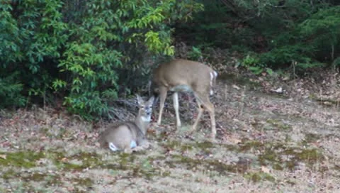 Deer grazing in field Stock Footage 9577543