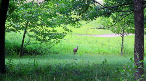 Deer Grazing in Field Stock Footage 47042334