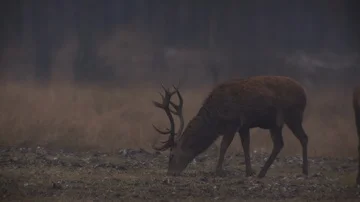 Deer grazing in a field Stock Footage 85917661