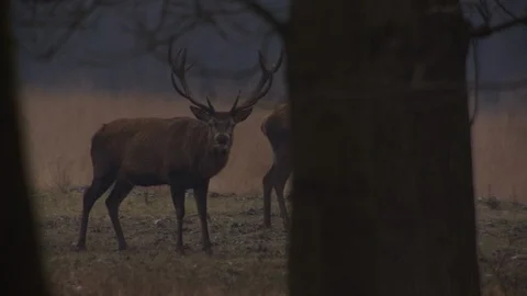 Deer grazing in a field Stock Footage 85917950