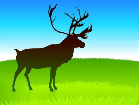 Deer Grazing on Field Stock Illustration
