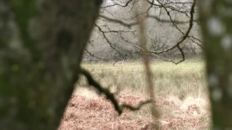 A deer is grazing in a field with trees in the background Stock Footage 302443321