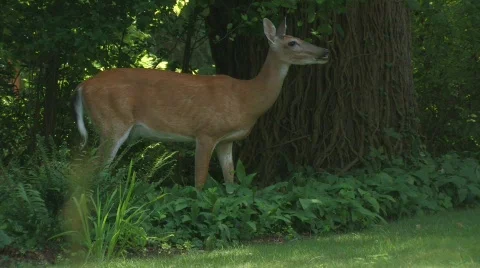 Deer grazing Video stock 785751