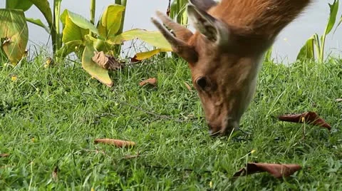 Deer grazing Stock Footage 11271180