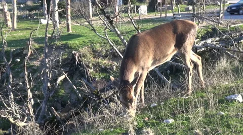 A Deer Is Grazing 스톡 동영상 63047272