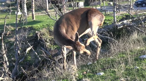 A Deer Is Grazing Vidéo 63047573