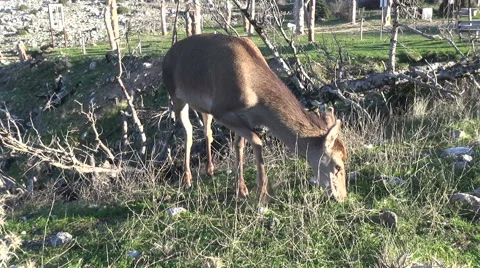 A Deer Is Grazing Stockbeeldmateriaal 63047824