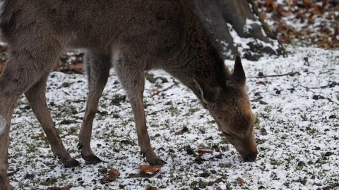 Deer grazing Stock-Footage 86101295