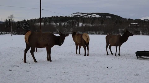 Deer grazing Stock Footage 127048844