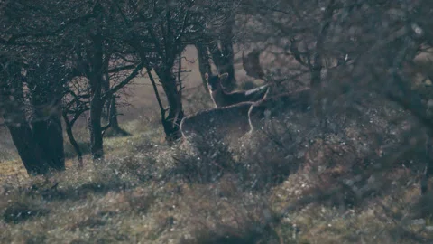 Deer grazing Stock Footage 332229194