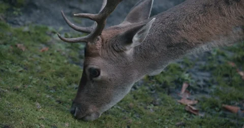 Deer Grazing on Forest Floor Stock Footage 345936888
