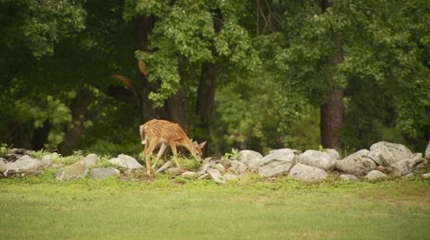 Deer grazing in forest Video stock 61085421