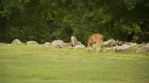 Deer grazing in forest Stock Footage 61085425