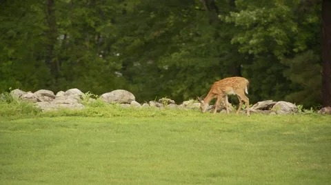 Deer grazing in forest Stock Footage 61085430