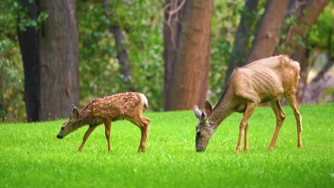  Deer Grazing in Forest Stock Footage 323141336