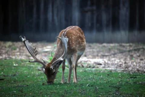 Deer grazing in the forest Stock Photos