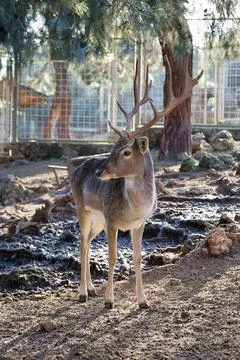 Deer grazing forest Stock Photos