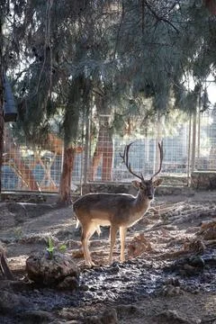 Deer grazing forest Stock Photos