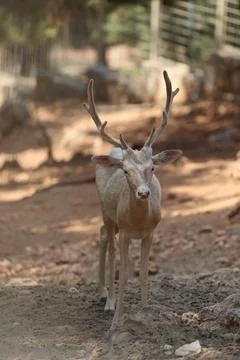 Deer grazing forest Stock Photos