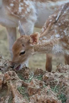 Deer grazing forest Stock Photos