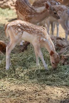 Deer grazing forest Stock Photos