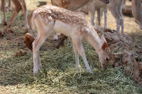 Deer grazing forest Stock-Fotos