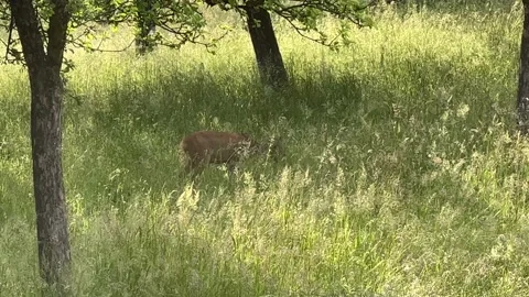 Deer grazing in fruit garden in spring 스톡 동영상 201731826