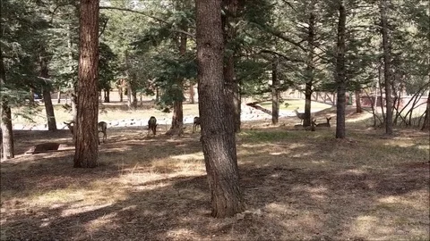 Deer Grazing in Glen Eyrie 스톡 동영상 89596036